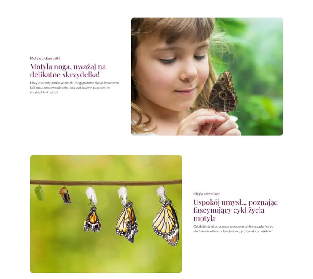 Motyle w motylarniach, fascynujące gatunki i edukacja o rozwoju motyli od jajka do dorosłego osobnika, idealne dla dzieci i dorosłych.